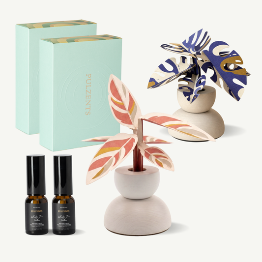 SPIN 琉金幻紫＆ 彩虹竹芋 雙入禮盒